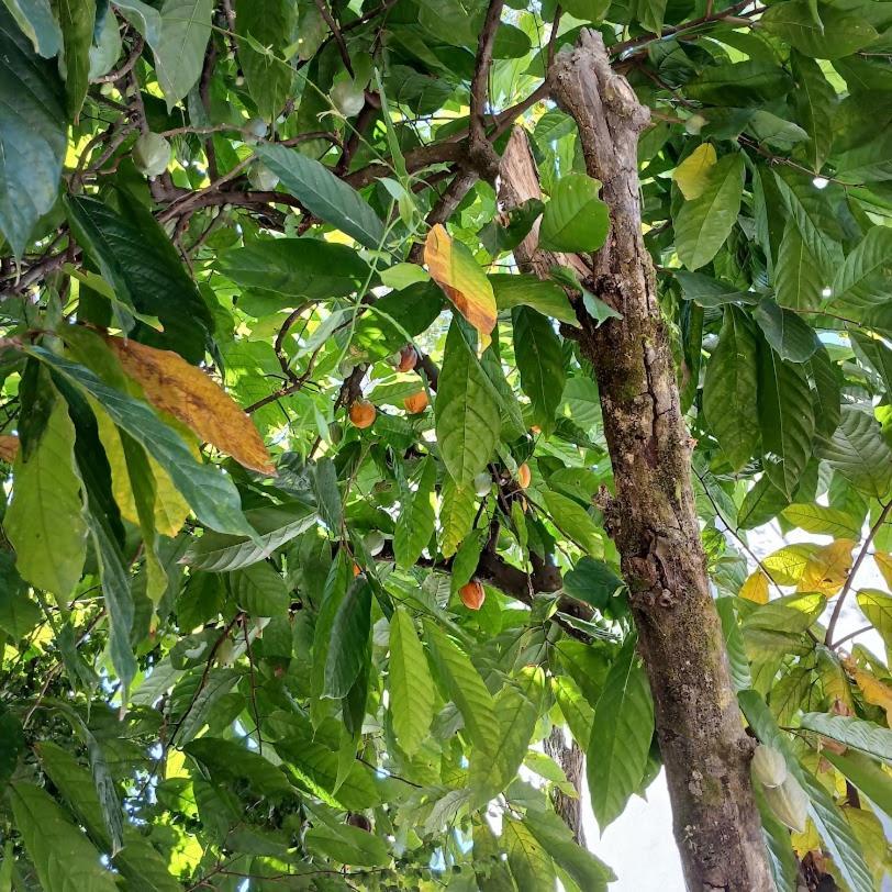 Villa Dos Passaros Paraty Hospedagem 外观 照片